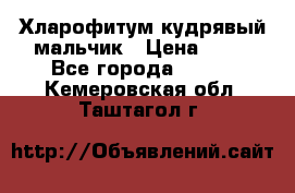 Хларофитум кудрявый мальчик › Цена ­ 30 - Все города  »    . Кемеровская обл.,Таштагол г.